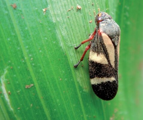 Pasture spittlebugs: Learn more about it and fight it effectively!